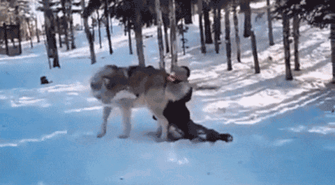 Волки3.gif