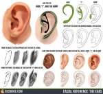 facial_reference__the_ears_by_cgcookie-d5vts86.jpg