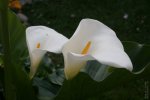 IMG_0069.JPG