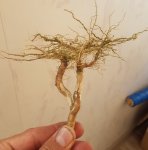 tree.jpg