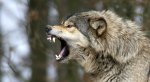 wolf.jpg