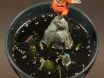 DSC01350.jpg