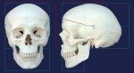 skull_Diagram.jpg