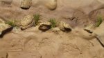 DSC08505.JPG