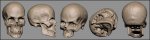 skull.jpg