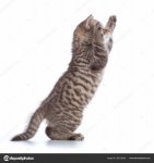 depositphotos_165720560-stock-photo-playful-cat-kitten-sitting-on.jpg