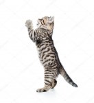depositphotos_38782635-stock-photo-funny-cat-kitten-standing-on.jpg
