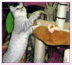 cat-04.jpg