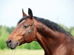 голова breed-dressage-bay-stallion.jpg