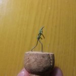 IMG_20170329_212809.jpg