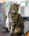 Female_European_shorthair_in_cat_show_Helsinki_2005-07-31.jpg