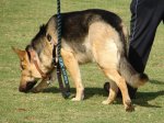 1344513121_tracking-zoey.jpg