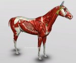 070equine-muscles-anatomy-high1.jpg