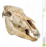 Череп лошади-1.jpg