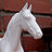 CandyHorse